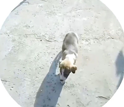 Изрображение 'Суд вынес приговор жителям Янгиюля, убившим и съевшим щенка'