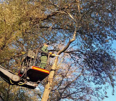 Изрображение 'Хокимият Ташкента объяснил, зачем обрезают верхушки деревьев'