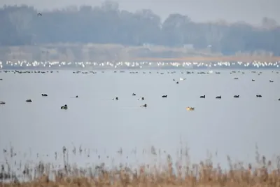 Изрображение 'На Ташморе насчитали почти 10 тысяч птиц 28-ми видов'