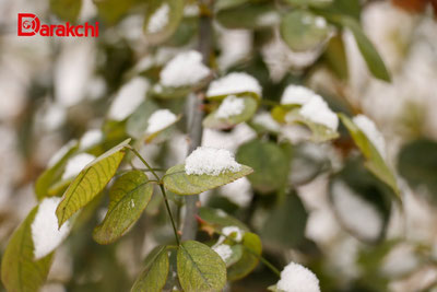 Image of 'Today, in some places, rain mixed with snow is falling.'