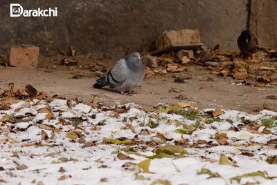 Изрображение 'Холодная воздушная масса снова накроет Узбекистан'