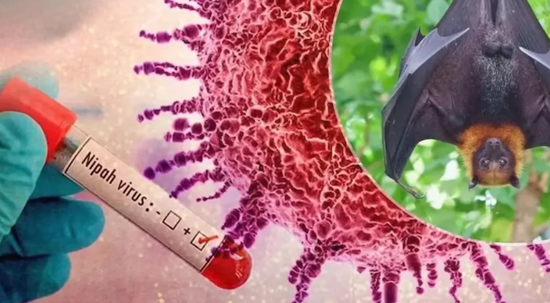 Изрображение 'Может ли в Узбекистан проникнуть смертоносный вирус Нипах?'