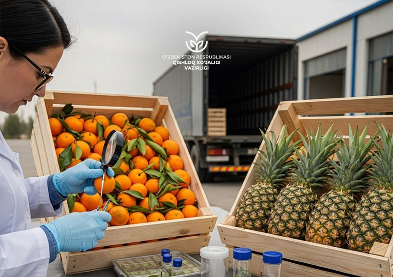 Изрображение 'В Узбекистане ввели временный запрет на ввоз китайских мандаринов и ананасов'