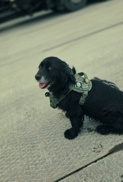 Изрображение 'Спецзначками награждены 23 служебные собаки таможенных управлений'