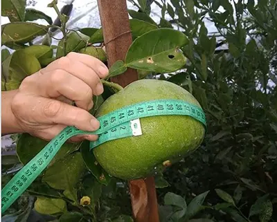 Изрображение 'Ташкентские ученые вывели новый сорт грейпфрута'