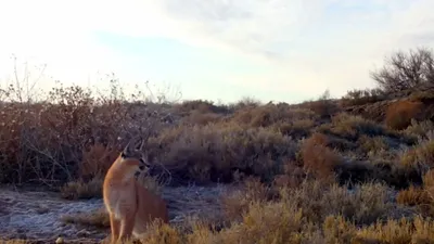Изрображение 'Каракал попал на фотоловушку в заказнике в Каракалпакстане (видео)'
