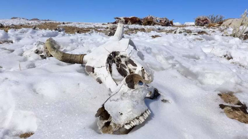 Image of 'In Mongolia, more than 26,000 livestock were lost as a result of the "dzud" disaster.'