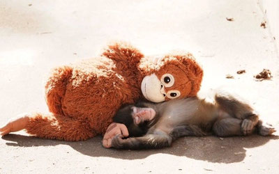 Image of 'What happened to the macaque that escaped from its mother in Japan?'