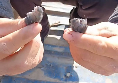 'Surxondaryoda erkak it bolasining quloqlarini qo‘li bilan uzib tashladi'ning rasmi