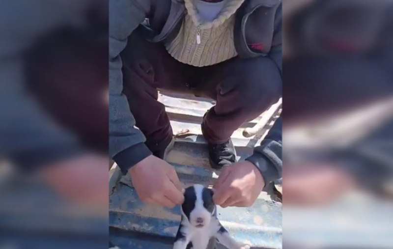 Изрображение 'В Сурхандарье арестован молодой человек, отрывавший щенкам уши'