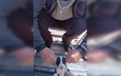 Изрображение 'В Сурхандарье арестован молодой человек, откручивавший щенкам уши'