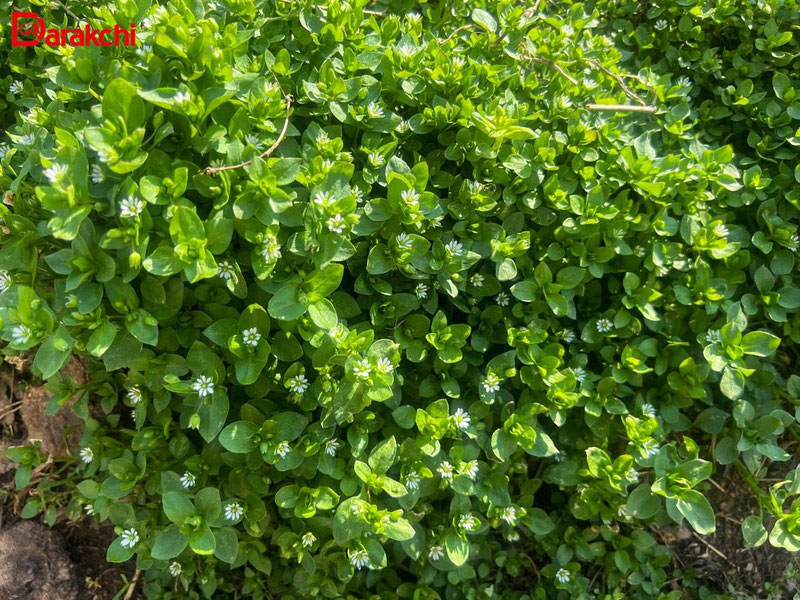 Изрображение 'В Ташкенте сегодня +16'