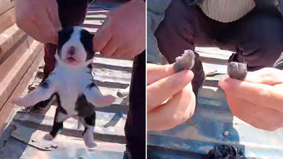 'Сурхондарёда кучукни қулоғини узган фуқарога маъмурий иш қўзғатилган'ning rasmi