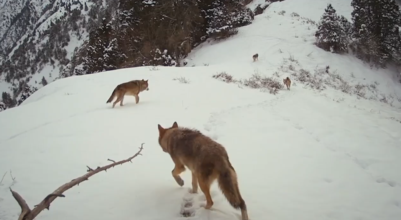 Изрображение 'Стаю волков зафиксировала фотоловушка в национальном парке «Юкори Тупаланг»'