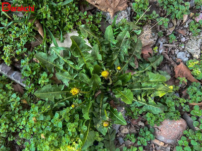 Изрображение 'Рекорды марта в Узбекистане: резкие перепады температуры и частые осадки'