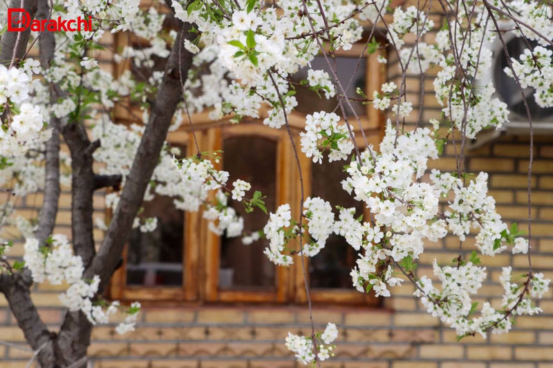 'Bаҳорнинг илк кунлари — табиатнинг жимжит уйғониши'ning rasmi