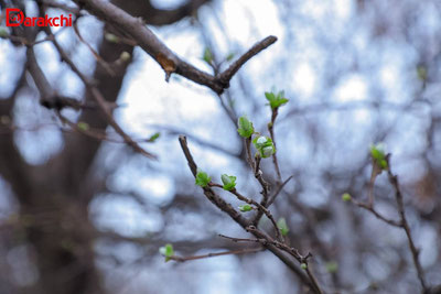 Изрображение 'В Ташкенте сегодня +15, временами дождь'