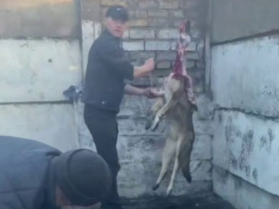 'Angrenda itlarni so'yib kelgan ikki erkak 15 sutkaga qamaldi.'ning rasmi