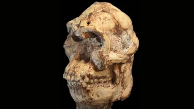 Image of 'The face of a human ancestor who lived 3.7 million years ago has been reconstructed.'