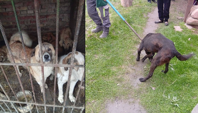 Изрображение 'В областном хокимияте подтвердили гибель ребенка в результате нападения собак в Ангрене'