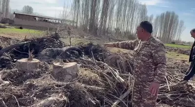 Изрображение 'В Ахангаранском районе вырубили более 100 деревьев и закопали корни'
