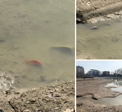 Изрображение 'В пруду в парке имени Гафура Гуляма заметили дохлую рыбу'