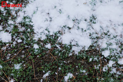 Изрображение 'В Ташкенте временами осадки, +4'