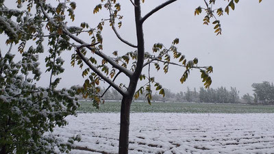 Изрображение 'Минсельхоз дал рекомендации по защите сельхозкультур от похолодания'