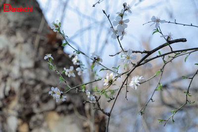 Изрображение 'До конца рабочей недели в Узбекистане потеплеет до +15'