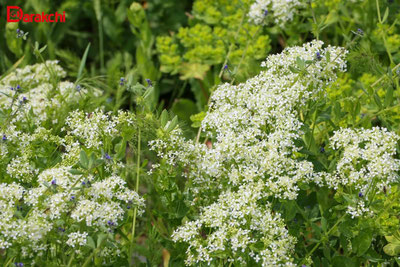 'Бугун ҳаво ҳарорати исий бошлайди'ning rasmi