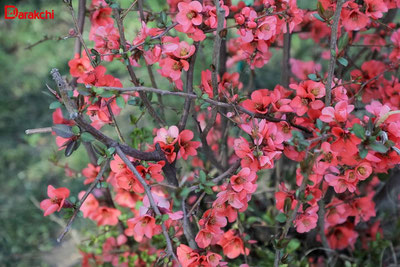 Изрображение 'В Ташкенте сегодня днем +20'