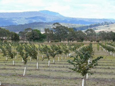 Изрображение 'В Узбекистане создается Академия сельскохозяйственных наук'