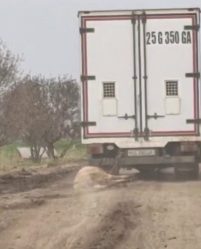 Изрображение 'В Джизаке водитель протащил осла, привязанного к грузовику'