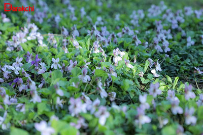 Изрображение 'Сегодня в отдельных регионах Узбекистана местами дождь'