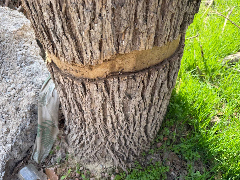 Изрображение 'Экологи в Ташкенте проверили сообщение об умышленном повреждении деревьев'