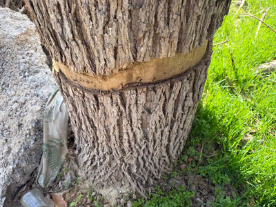 Изрображение 'Экологи в Ташкенте проверили сообщение об умышленном повреждении деревьев'