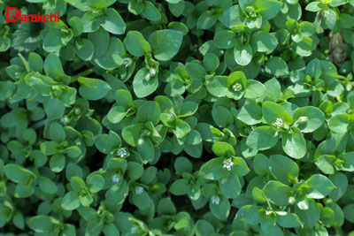 'Бугун республиканинг айрим ҳудудларида ёмғир ёғади'ning rasmi