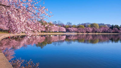 'Тошкентда сакура боғи ва сунъий кўлли дендропарк барпо этилади'ning rasmi