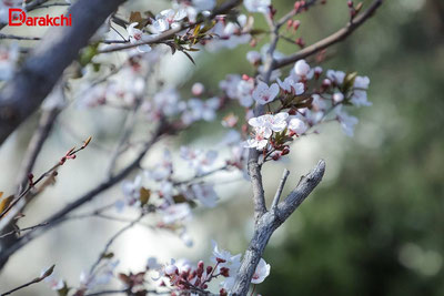 'Ҳафта бошида ўзбекистонликларни қандай об-ҳаво кутмоқда'ning rasmi