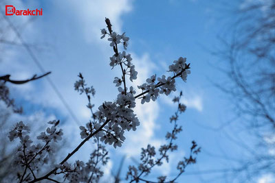 Изрображение 'В Узбекистане на неделе до +32'