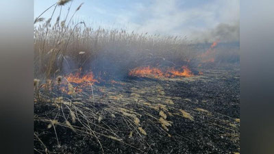 Изрображение 'На островках в реке Амударья на узбекско-афганской границе снова жгут заросли'