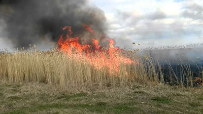 'Амударёдаги қамишзорлар режалаштирилган тартибда ёқилмоқда'ning rasmi