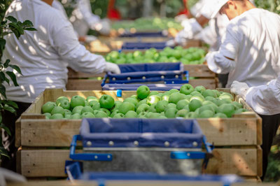 Изрображение 'Граждане Узбекистана будут привлечены к сезонной работе в Италии'