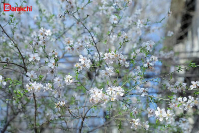 Изрображение 'В Ташкенте сегодня еще один жаркий день'