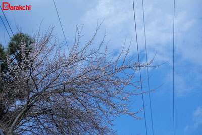 'Бугун баъзи ҳудудларда ёмғир ёғади'ning rasmi