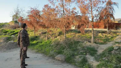 Изрображение 'В Ташкенте пересадили 108 деревьев: все они засохли'