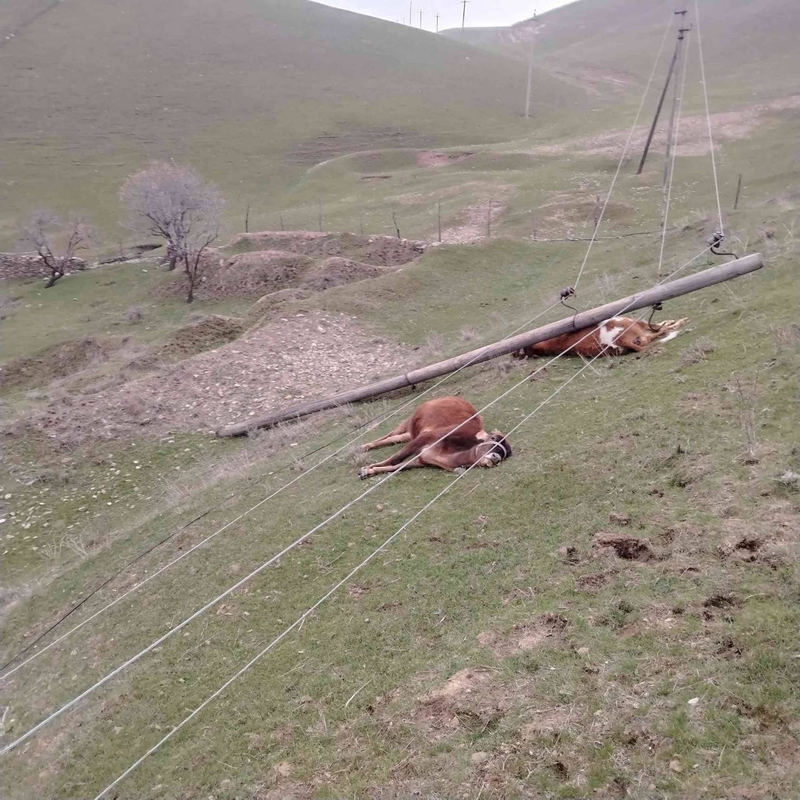 Изрображение 'В Джизакской области из-за падения опоры ЛЭП погиб скот'