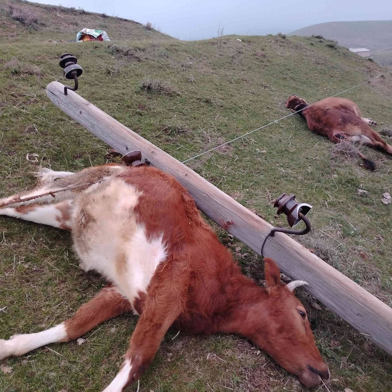 'Эскирган симёғочлар қулаши оқибатида чорва молларини ток урди'ning rasmi