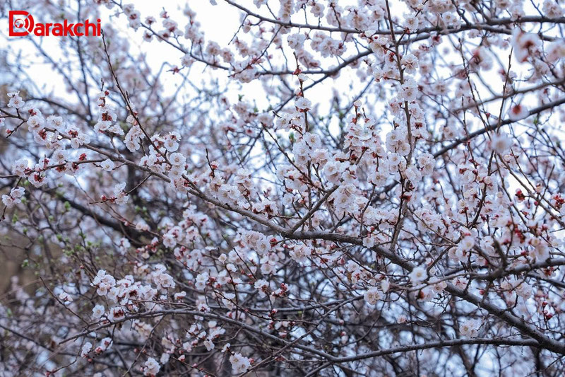 Изрображение 'Каким бывает апрель в Узбекистане?'