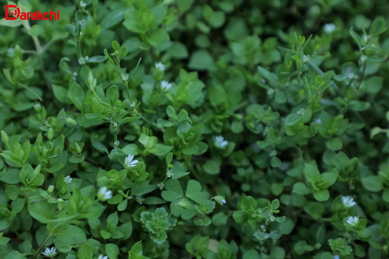 'Aprelning ilk kunida ob-havo qanday bo‘ladi?'ning rasmi